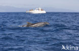 Bottlenose Dolphin (Tursiops truncatus)