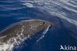 Bottlenose Dolphin (Tursiops truncatus)