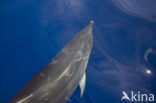 Bottlenose Dolphin (Tursiops truncatus)