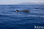 Bottlenose Dolphin (Tursiops truncatus)