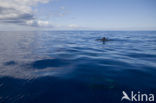 Bottlenose Dolphin (Tursiops truncatus)