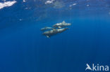 Bottlenose Dolphin (Tursiops truncatus)