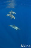 Bottlenose Dolphin (Tursiops truncatus)