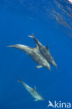 Bottlenose Dolphin (Tursiops truncatus)