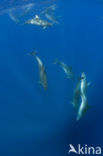 Bottlenose Dolphin (Tursiops truncatus)