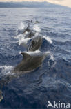 Bottlenose Dolphin (Tursiops truncatus)