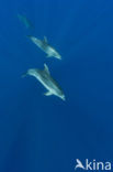 Bottlenose Dolphin (Tursiops truncatus)