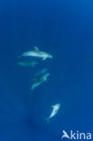 Bottlenose Dolphin (Tursiops truncatus)