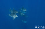 Bottlenose Dolphin (Tursiops truncatus)