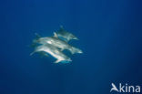 Bottlenose Dolphin (Tursiops truncatus)