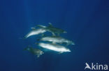 Tuimelaar (Tursiops truncatus) 