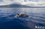 Bottlenose Dolphin (Tursiops truncatus)