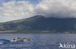 Bottlenose Dolphin (Tursiops truncatus)