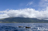 Bottlenose Dolphin (Tursiops truncatus)