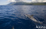 Bottlenose Dolphin (Tursiops truncatus)