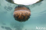 Upside Down Jellyfish (Cassiopea andromeda)