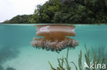 Upside Down Jellyfish (Cassiopea andromeda)