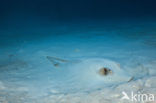 Cowtail stingray (Pastinachus sephen)