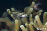 Five-lined cardinalfish (Cheilodipterus quinquelineatus)