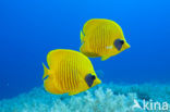 Masked butterflyfish (Chaetodon semilarvatus)