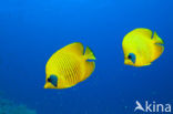 Masked butterflyfish (Chaetodon semilarvatus)