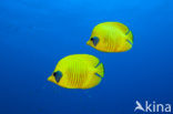 Masked butterflyfish (Chaetodon semilarvatus)