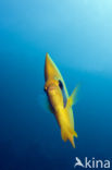 Masked butterflyfish (Chaetodon semilarvatus)