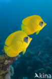 Masked butterflyfish (Chaetodon semilarvatus)