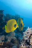 Masked butterflyfish (Chaetodon semilarvatus)