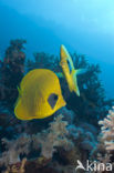 Masked butterflyfish (Chaetodon semilarvatus)