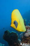 Masked butterflyfish (Chaetodon semilarvatus)