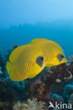 Masked butterflyfish (Chaetodon semilarvatus)