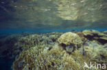 Vuurkoraal (Millepora dichotoma)