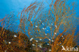 Sea Fan