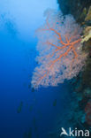 Sea Fan