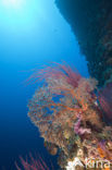 Sea Fan