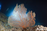 Sea Fan