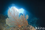 Sea Fan