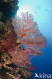 Sea Fan