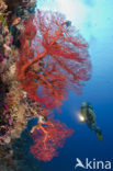 Sea Fan