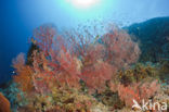 Sea Fan