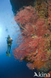 Sea Fan