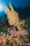 Sea Fan