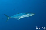 Wahoo (Acanthocybium solandri)