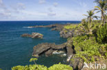 Waianapanapa State Park