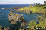 Waianapanapa State Park