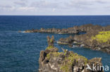 Waianapanapa State Park