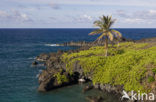 Waianapanapa State Park