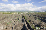 Vineyards