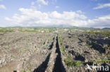 Vineyards